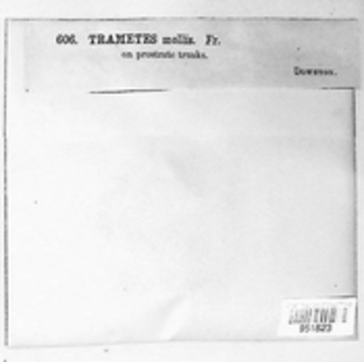 Podofomes mollis image